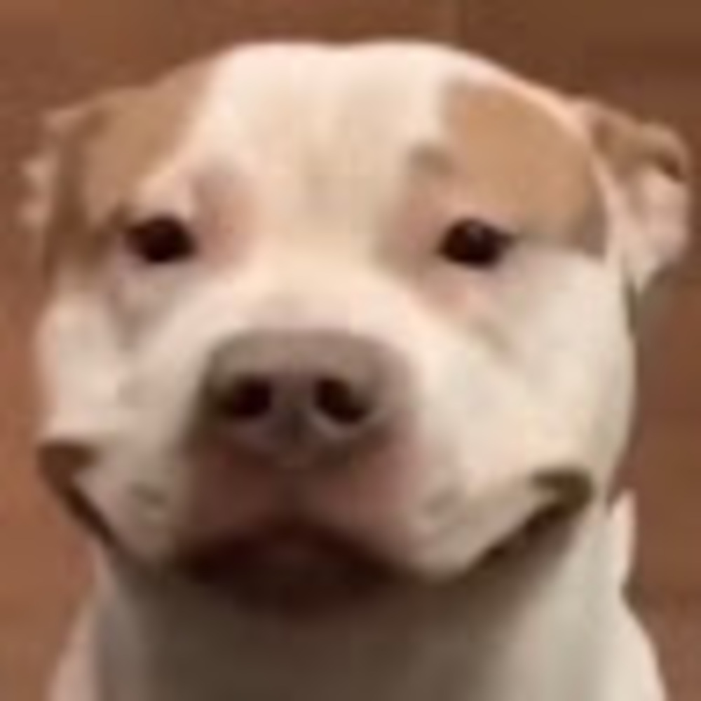 Meet your Posher, Gabriel